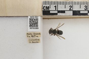 Media type: image;   Entomology 791089 Aspect: Labels